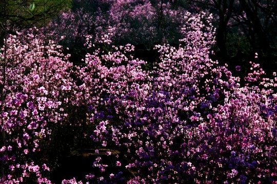 春季的杜鵑花海 大興安嶺