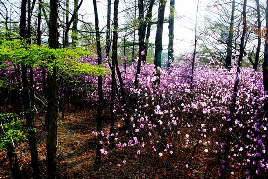 杜鵑花與落葉松樹林 春季