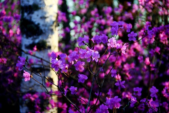 白樺樹與杜鵑花 大興安嶺