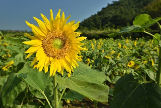 向日葵 高清圖