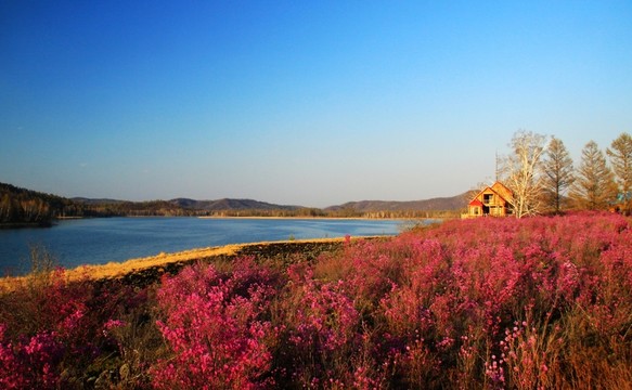 杜鵑花叢中的別墅 湖泊