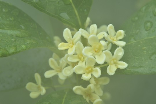 霧中桂花
