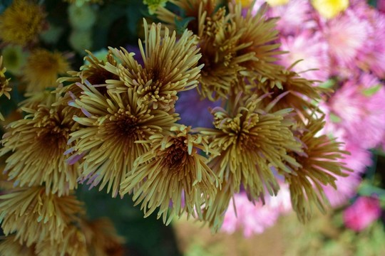 菊花
