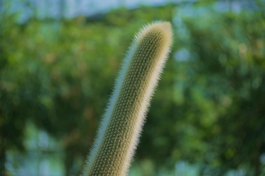 仙人掌