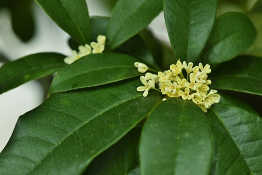 桂花 高清