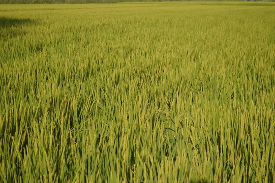 無邊稻田