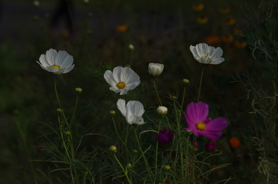 波斯菊