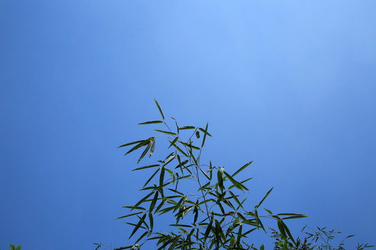 竹葉
