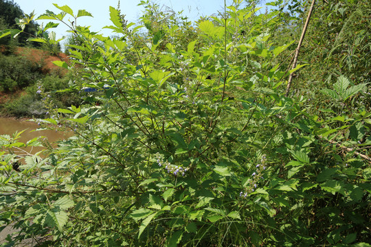 黃荊 落葉 灌木 小喬木 植物