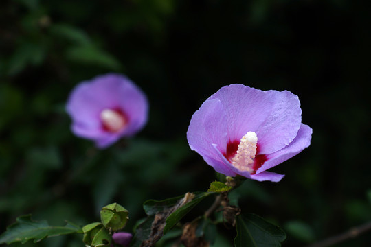 木槿花