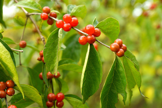 紅豆