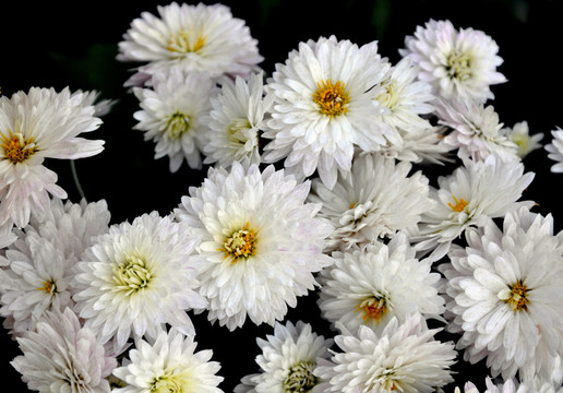 菊花