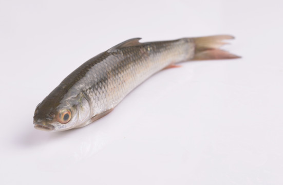 溪魚
