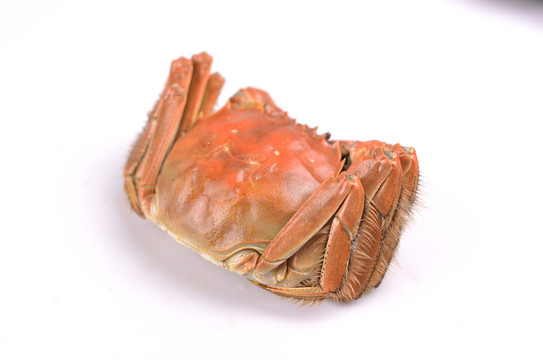 大閘蟹 陽(yáng)澄湖大閘蟹