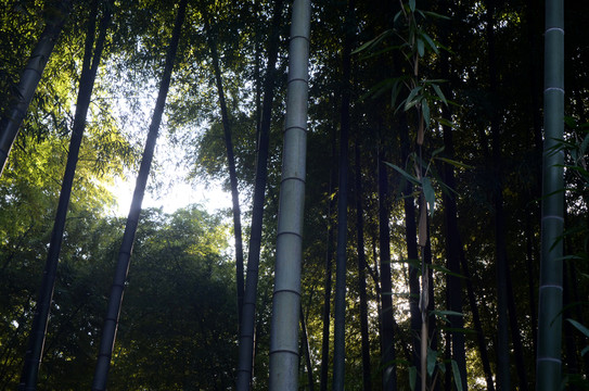 竹林