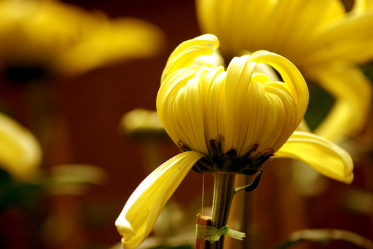 菊