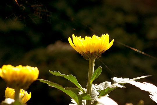 菊