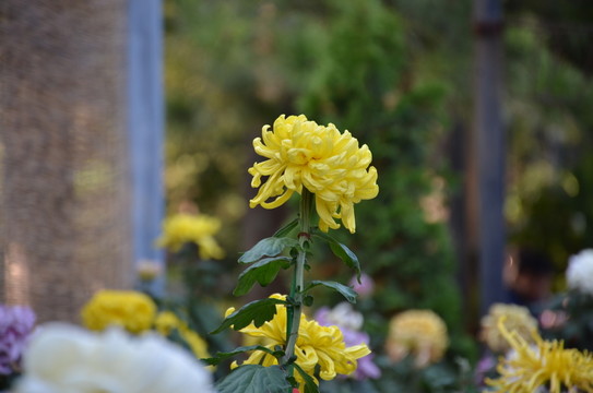 一朵黃色的菊花