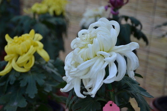 白色的菊花