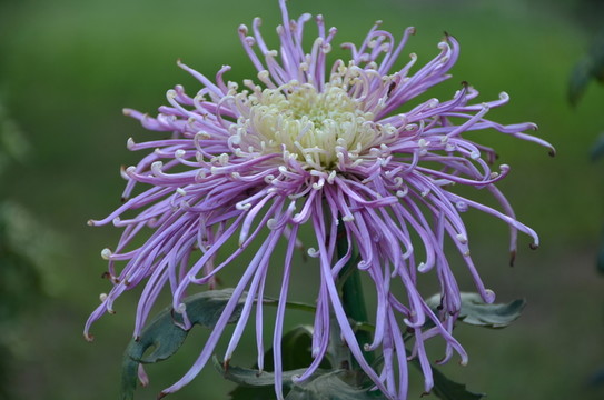 漂亮的紫色菊花特寫