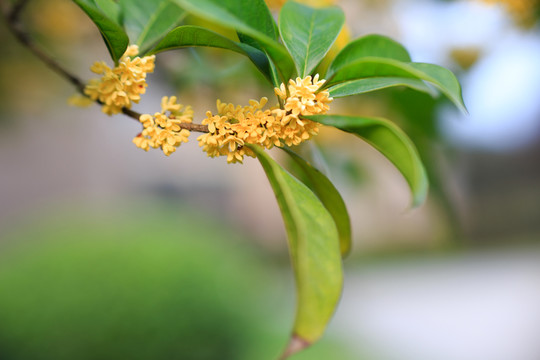 一朵桂花花卉圖片素材