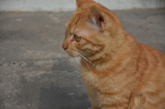 小黃貓?zhí)貙憘?cè)拍