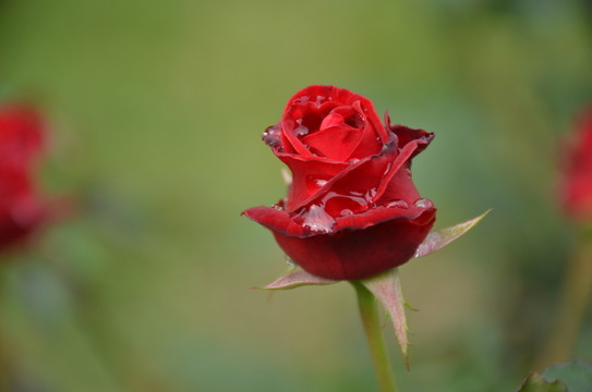 一朵紅色的月季花