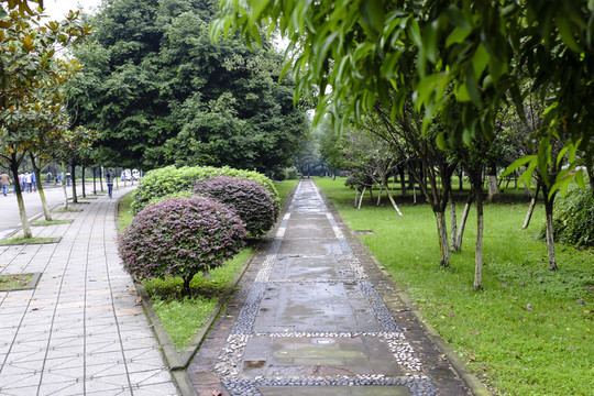 校園小路