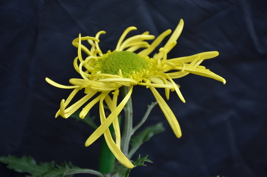 黃色性感的菊花