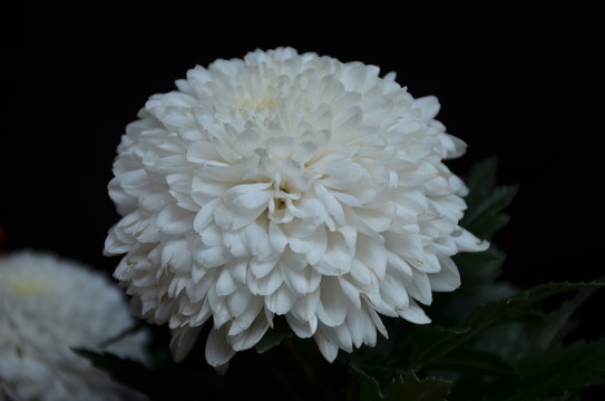 純潔的白色菊花
