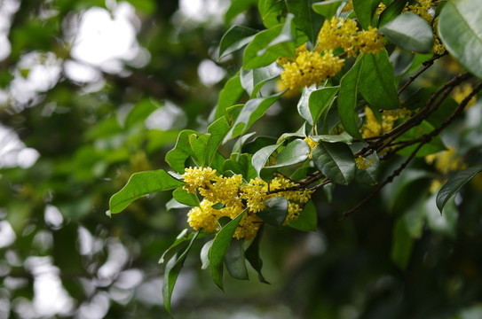 桂花