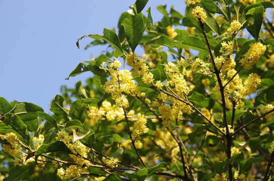 桂花