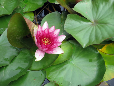 夏日池塘