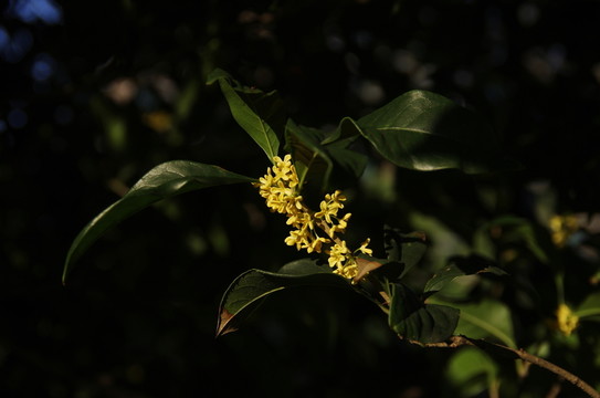 桂花