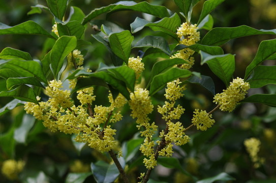 桂花