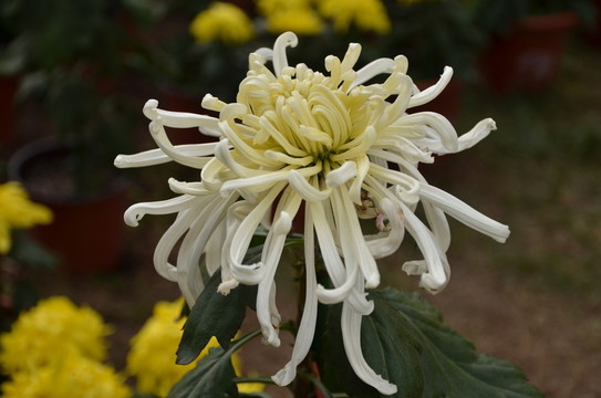 白色的菊花