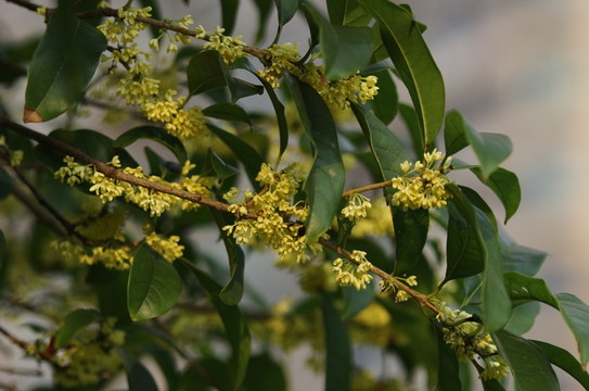 桂花