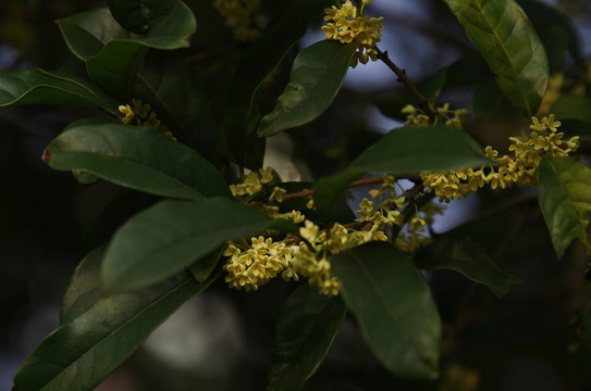 桂花