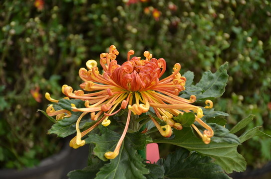 漂亮的菊花
