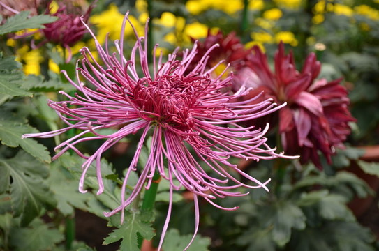 紅色菊花特寫