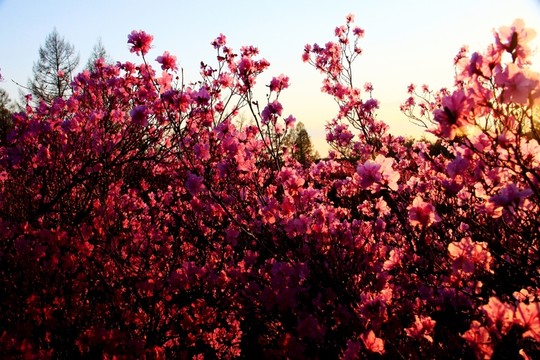 春季傍晚杜鵑花