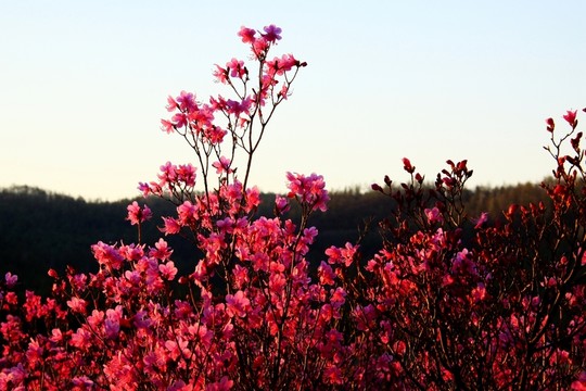 春季盛開的杜鵑花