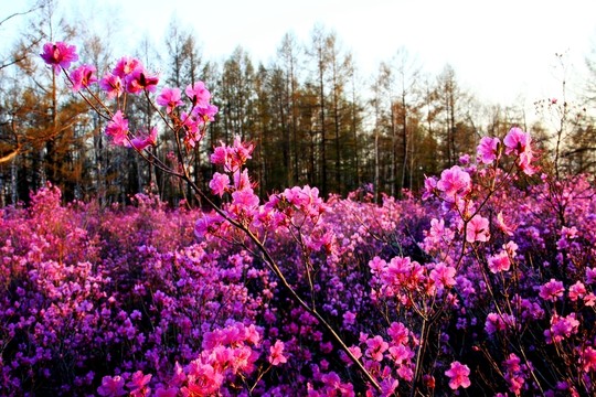 春季盛開的杜鵑花