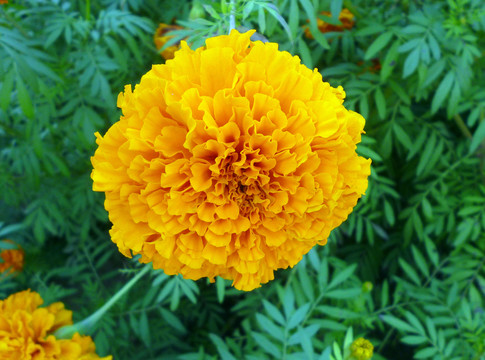 萬(wàn)壽菊