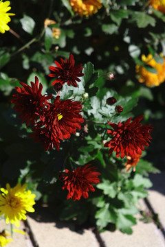 紅色菊花