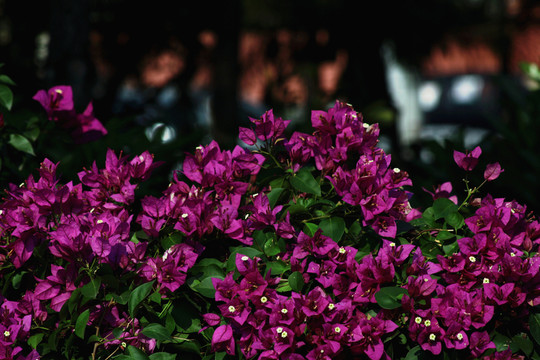 公园中的紫色三角梅花