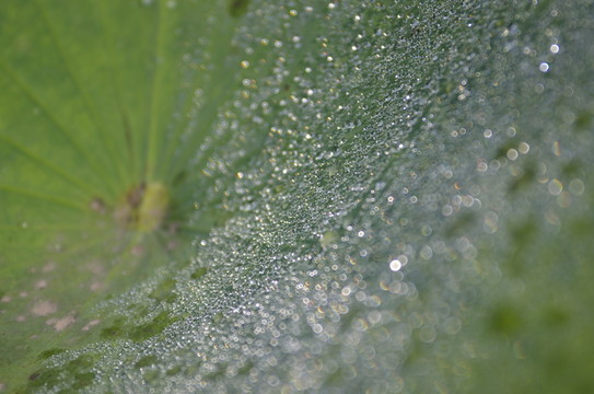 荷葉上的露水珠