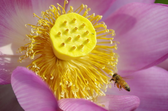 红荷花与蜜蜂