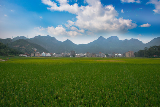 稻田