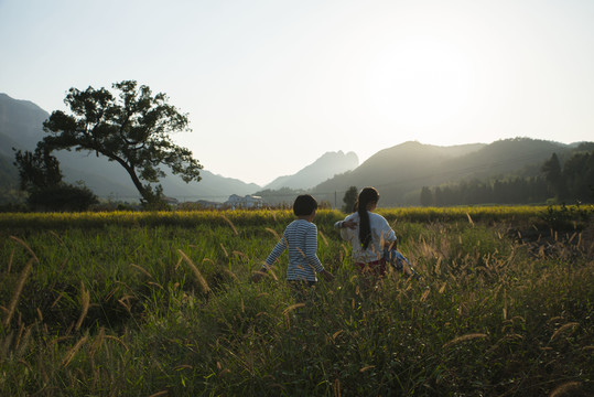 田野